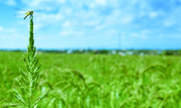 Promover la biodiversidad beneficia la producción sostenible de arroz