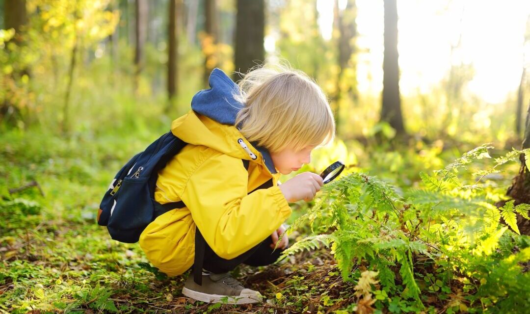 Aprender explorando: actividades al aire libre que estimulan el desarrollo infantil